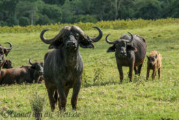 Arusha Nationalpark Safari