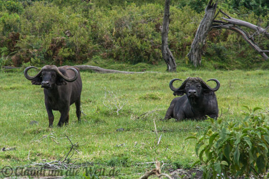 Arusha Nationalpark Safari