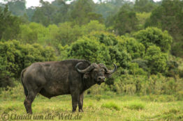 Arusha Nationalpark Safari