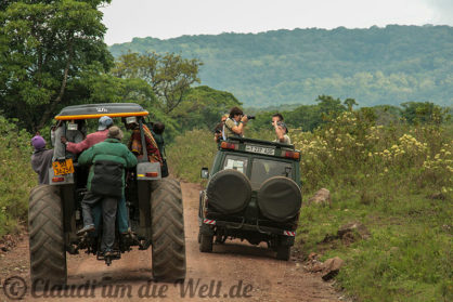 Arusha Nationalpark Safari