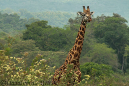 Arusha Nationalpark Safari