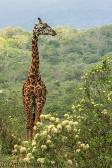 Arusha Nationalpark Safari