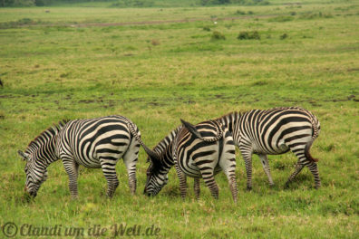 Arusha Nationalpark Safari