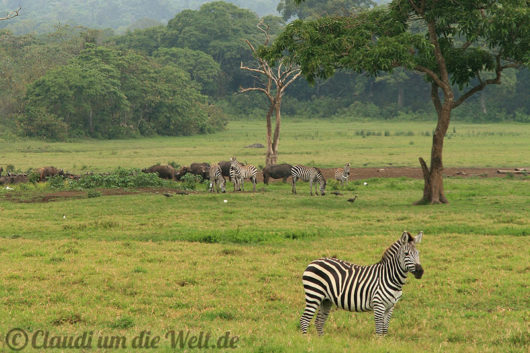 Arusha Nationalpark Safari