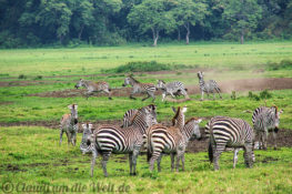 Arusha Nationalpark Safari
