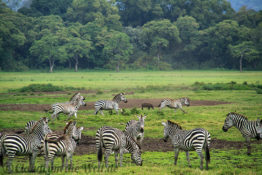 Arusha Nationalpark Safari