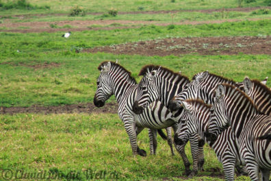 Arusha Nationalpark Safari