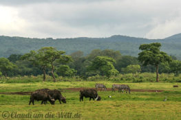 Arusha Nationalpark Safari