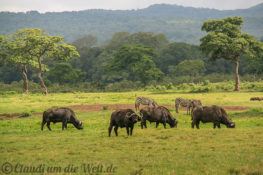 Arusha Nationalpark Safari