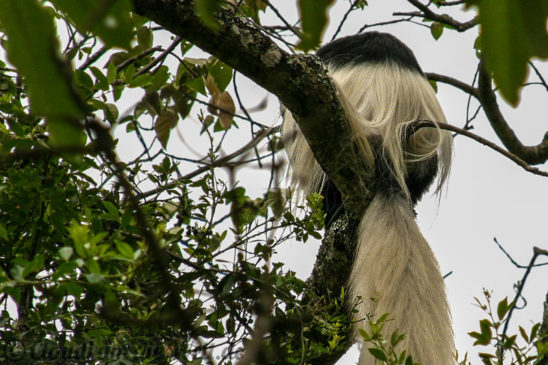 Arusha Nationalpark Safari
