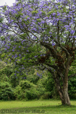 Arusha Nationalpark Safari