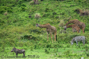 Arusha Nationalpark Safari