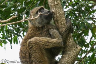 Arusha Nationalpark Safari