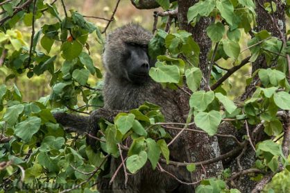 Arusha Nationalpark Safari