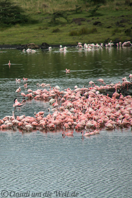 Arusha Nationalpark Safari