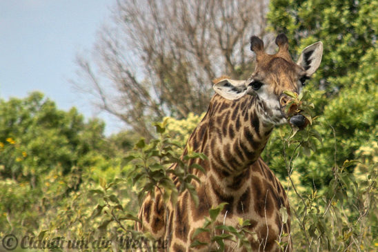 Arusha Nationalpark Safari