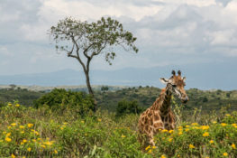 Arusha Nationalpark Safari
