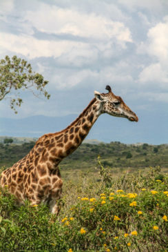 Arusha Nationalpark Safari