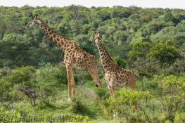 Arusha Nationalpark Safari