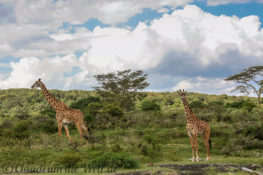 Arusha Nationalpark Safari