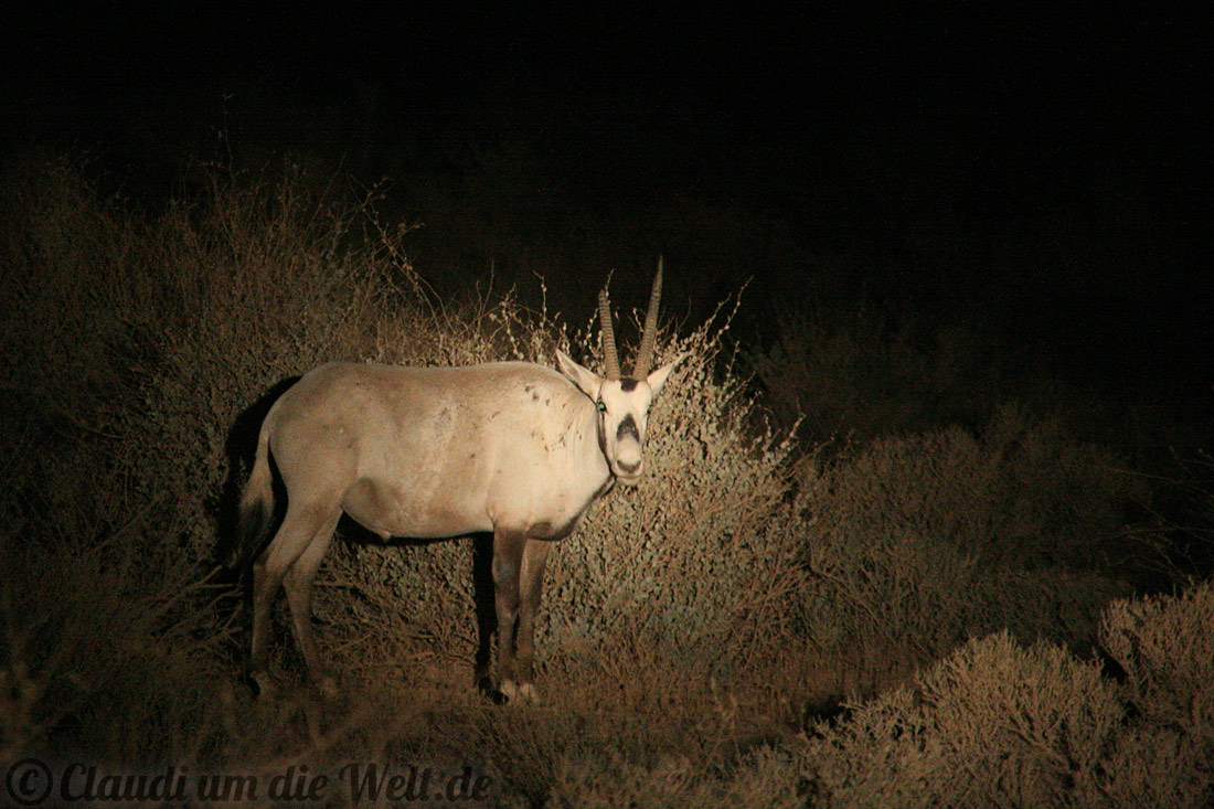 Oryxantilopen-Sichtung auf einer Nachtsafari