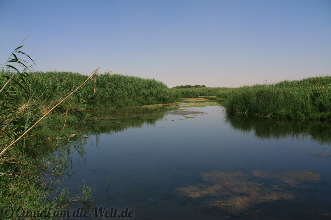 Wiederbelebte Oase im Azraq Wetland Reserve