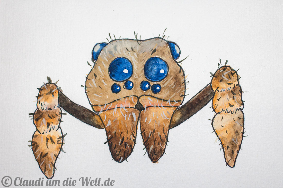 Blauäugige Wolfsspinne