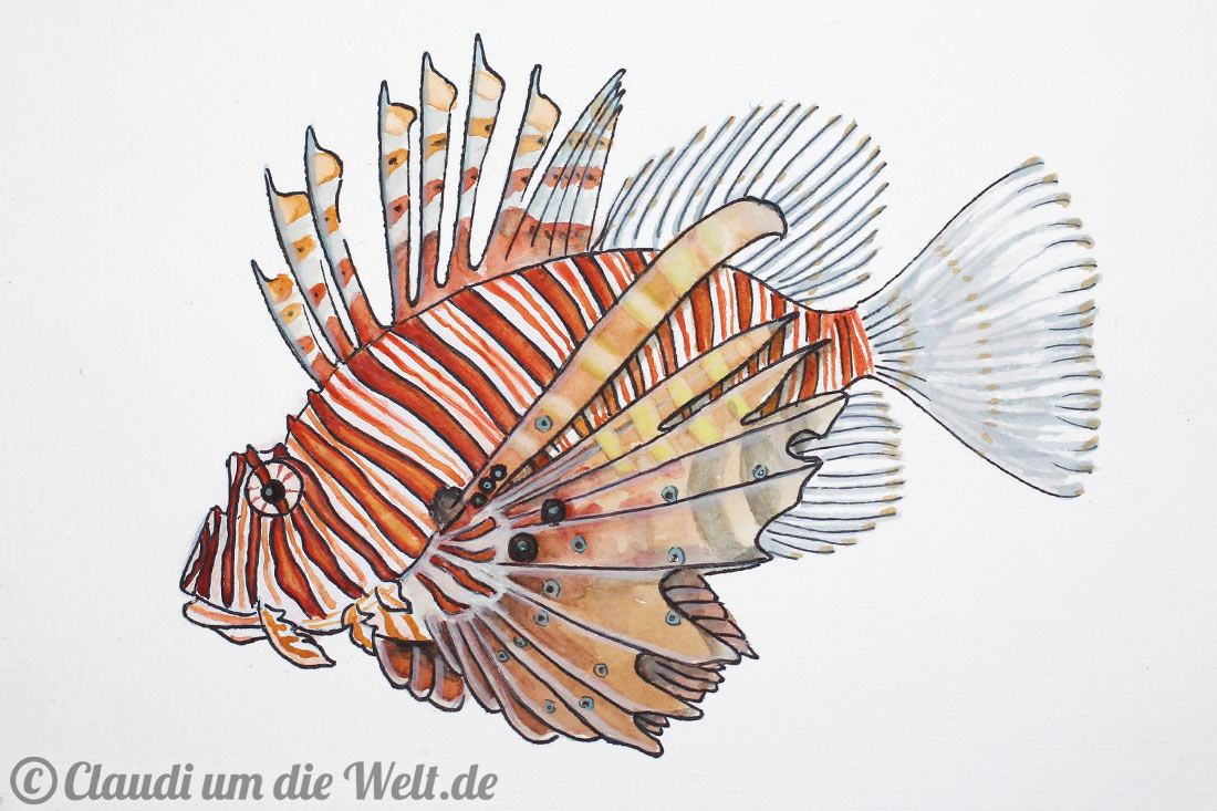 Rotfeuerfisch, Rotes Meer