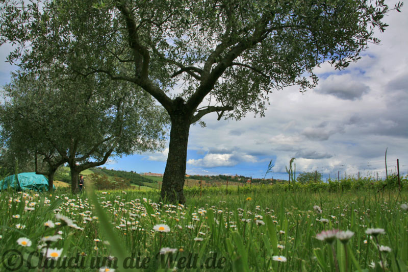 Emilia-Romagna Olivenhain