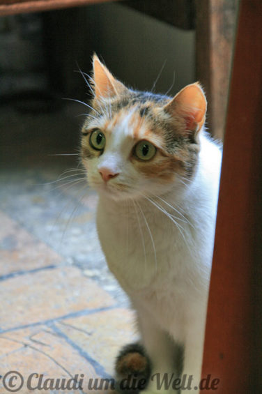 emilia-romagna-santarchangelo-rostdrucker-katze