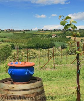 emilia-romagna-weinberg-aussicht