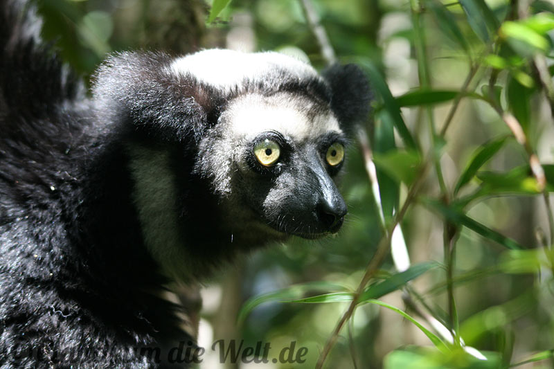 Indri indri