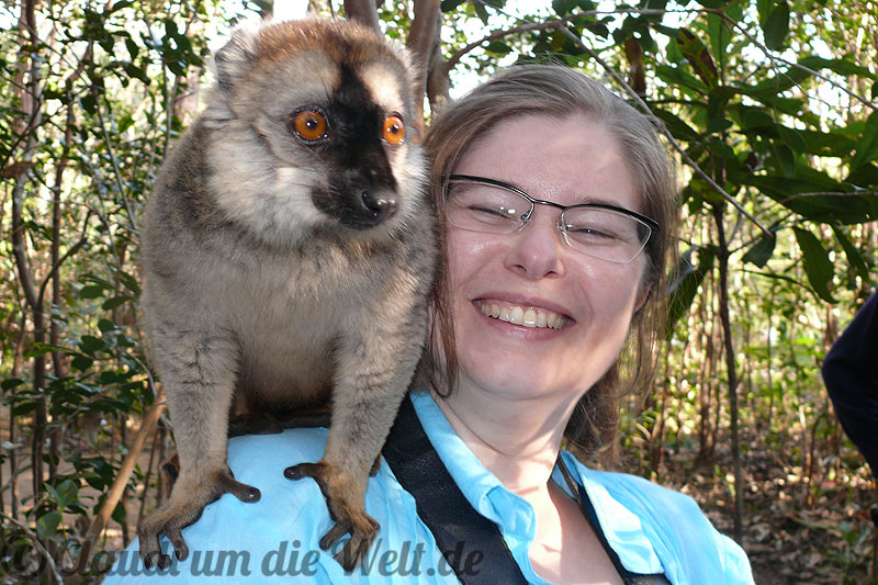 Madagaskar Lemur auf Schulter