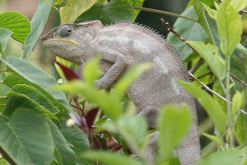 Madagaskar Chamäleon
