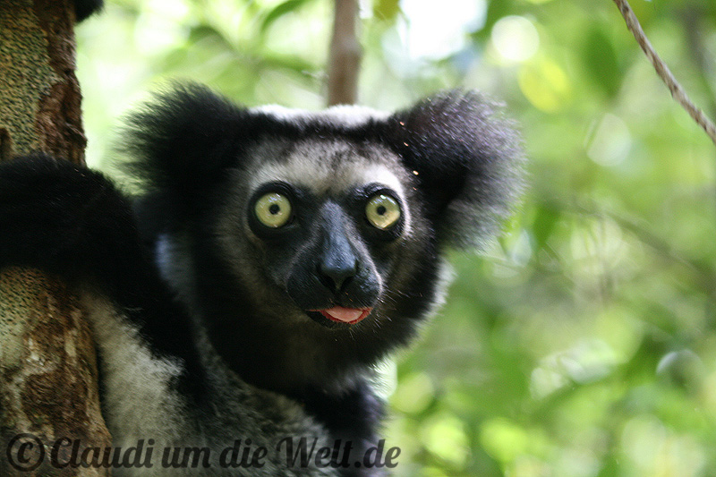 Indri indri, der größte Lemur der Welt