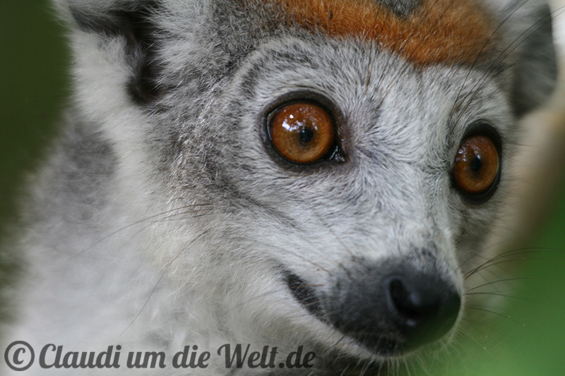 Kronenmaki auf Madagaskar