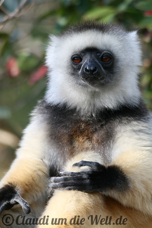 Sifaka-Lemur in Madagaskar
