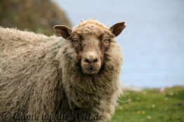 Shetland Fair Isle