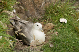 Shetland Fair Isle