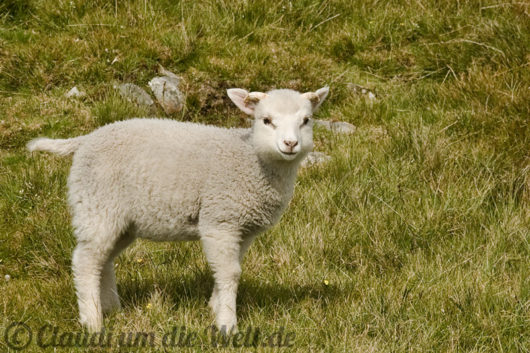 Shetland Mainland