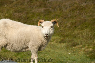 Shetland Mainland
