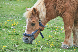 Shetland Pony