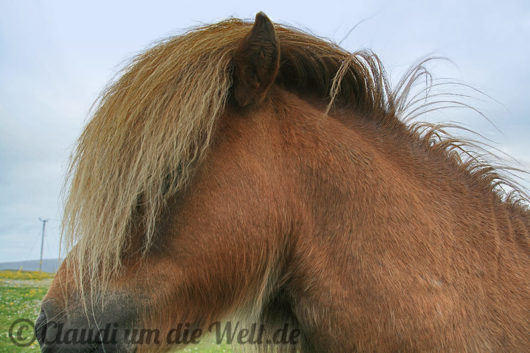 Shetland Pony
