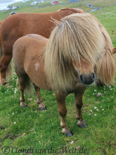 Shetland Pony