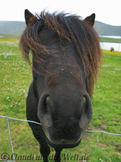 Shetland Pony