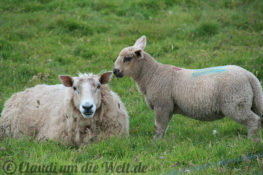 Shetland Schafe