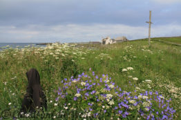 Shetland Sumburgh head