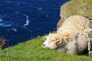 Shetland Widder