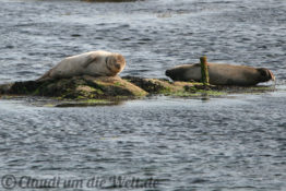 Shetland Robbe
