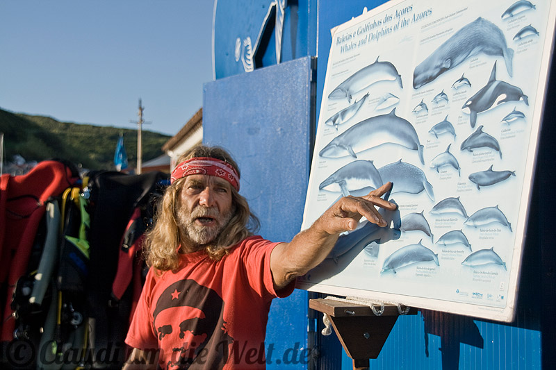 Whale watching mit Noberto - diese Meeressäuger könnten wir treffen